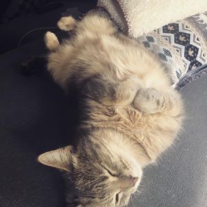 Meet your Posher, Debs